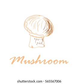 Hand drawn vector illustration of mushroom isolated on white background