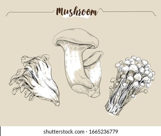 Hand drawn vector illustration mushrooms by retro  and vintage style, engraved dot and line art.  include King Trumpet Mushroom, Enoki Mushroom and Maitake(Ram's Head) Mushroom.