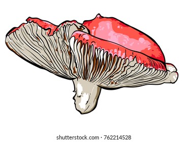 Hand drawn vector illustration of a mushrooms russula.