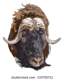 Hand drawn vector illustration of a musk ox s head. Animal of arctic. Zoo sketch. Ovibos Moschatus.