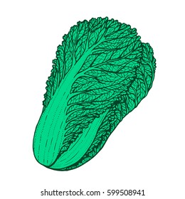 Hand drawn vector illustration of napa cabbage doodle style