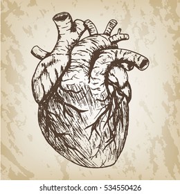 Hand Drawn Vector Illustration - Naturalistic Human Heart Sketch. Brown Paper Background.