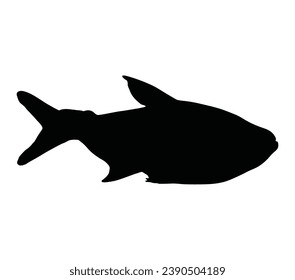 Hand drawn vector illustration of neon tetra isolated on white background.