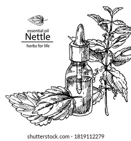 Hand drawn vector illustration of nettle glass oil bottle with dropper for cosmetics, medicine, treating, aromatherapy, package design healthcare