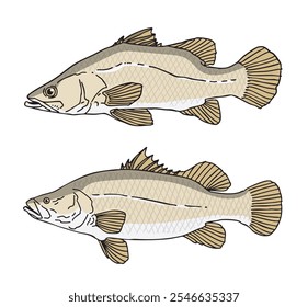 hand drawn vector illustration of Nile Perch fish isolated on white background.