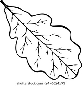 Hand drawn vector illustration of oak leaf in line art style isolated on a white background.