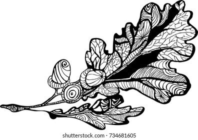 Hand drawn vector illustration – oak branch with acorns