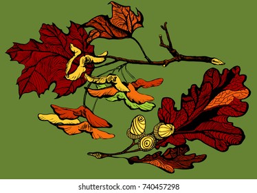Hand drawn vector illustration – Oak branch and maple branch