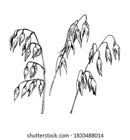 Hand drawn vector illustration of oat stalks. Inventory and bake cooking products. Set for food menu, bakery, cafe decor