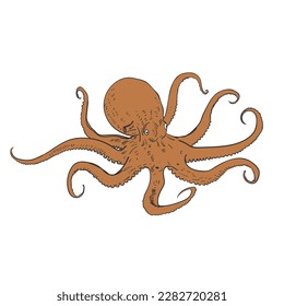 Hand drawn vector illustration of octopus