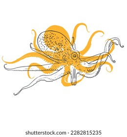 Hand drawn vector illustration of octopus