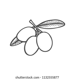hand drawn vector illustration olive branch for olive oil labels, restaurant, natural products. perfect stickers and badges for your business