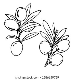 Hand drawn vector illustration, olive branches, sketch, drawing, simple, easy, elementary, primitive, black lines on white. For kitchen decor, menu. For coloring book.