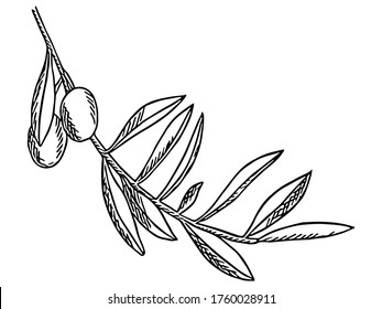 Ilustración vectorial dibujada a mano: rama de olivo. Aislado sobre un fondo blanco.