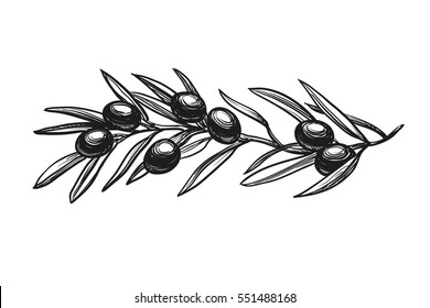 Hand Drawn Vector Illustration Olive Branch Stock Vector (Royalty Free ...