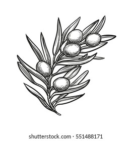 Hand drawn vector illustration of olive branch. Isolated on white background. Retro style.