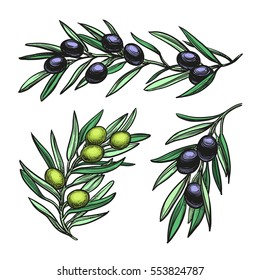 Hand drawn vector illustration of olive branches. Isolated on white background. Retro style.