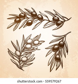 Hand drawn vector illustration of olive branches. Old paper background. Retro style.