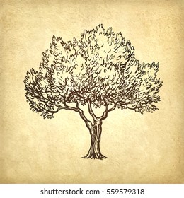 Hand drawn vector illustration of olive tree on old paper background. Retro style.