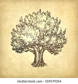 Hand drawn vector illustration of olive tree on old paper background. Retro style.