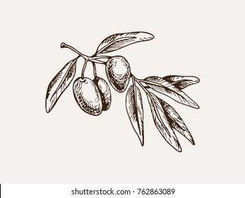 hand drawn vector illustration of an olive branch