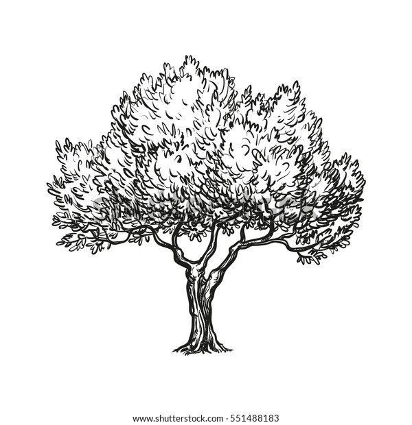 Hand Drawn Vector Illustration Olive Tree Stock Vector (Royalty Free