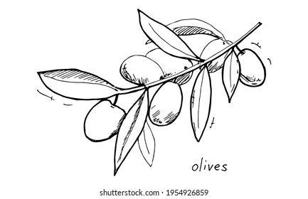 Ilustración vectorial dibujada a mano - aceitunas en una rama. Esbozo lineal blanco y negro.