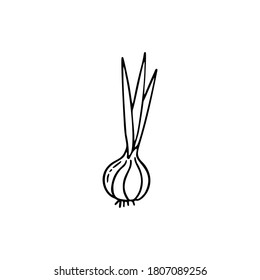 Hand drawn vector illustration of onion.  Element for your cards, posters, stickers and seasonal design.