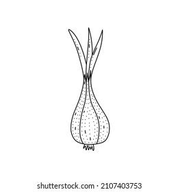 Hand drawn vector illustration of onion in doodle style. Cute llustration of a vegetable on a white background.