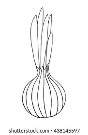 Hand drawn vector illustration of an onion on a white background