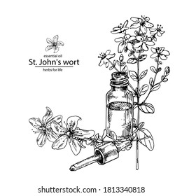 Ilustración vectorial dibujada a mano de la botella de vidrio esencial de aceite de hierba de San Juan abierta con cuentagotas. Hierba medicinal grabada para cosméticos, medicina, tratamiento, aromaterapia, asistencia sanitaria para el diseño de envases.