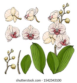 Hand drawn vector illustration of orchid phalaenopsis isolated  on white background. Different color, elements for floral season design.