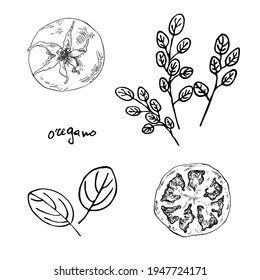 Handgezeichnete Vektorgrafik von Oregano, Tomaten. Bilder von kulinarischen Gewürzen einzeln für Design, Verpackung, Menü