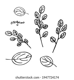 Ilustración vectorial de orégano, hierbas. Imágenes aisladas de especias culinarias para diseño, empaque, menú