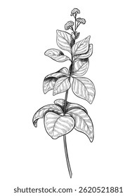 Hand drawn vector illustration of Oregano sprig. Linear drawing of Marjoram branch for cooking book or recipe design. Outline sketch of Basil for menu. Engraving of kitchen herb painted by black inks.