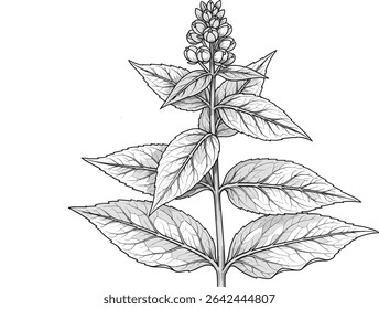 Hand drawn vector illustration of Oregano sprig. Linear drawing of Marjoram branch for cooking book or recipe design. Outline sketch of Basil for menu. Engraving of kitchen herb painted by black inks.