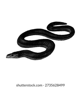 Hand drawn vector illustration of Palaeophis, an extinct prehistoric sea snake. Detailed black ink engraving style depicting an ancient marine reptile from the Paleogene era, isolated on white background. Suitable for science, paleontology, fossil, and educational themes.