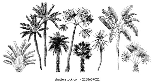 Hand drawn vector illustration of palm trees.