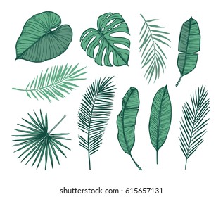 Hand drawn vector illustration - Palm leaves (monstera, areca, fan, banana). Tropical design elements. Perfect for prints, posters, invitations etc