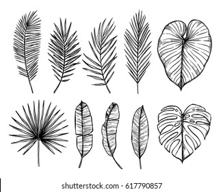 Hand drawn vector illustration - Palm leaves (monstera, areca, fan, banana). Tropical design elements. Perfect for prints, posters, invitations etc