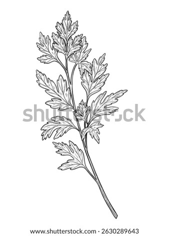 Hand drawn vector illustration of Parsley sprig. Outline drawing of Coriander leaf for cooking book or menu design. Sketch of Cilantro plant for recipe. Engraving of kitchen herb painted by black inks