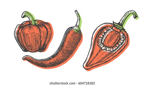 Hand drawn vector illustration of peppers set sketch style. Doodle vegetable elements