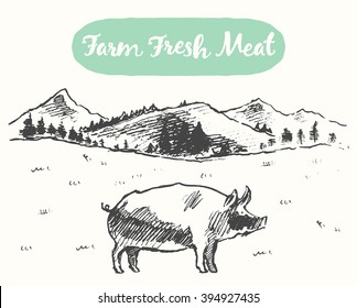 Hand drawn vector illustration of a pig on a meadow, farm fresh products, sketch