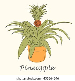 Hand drawn vector illustration of pineapple.