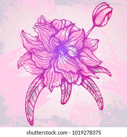 Hand drawn vector illustration. Pink flower with many lobes on a grunge background.