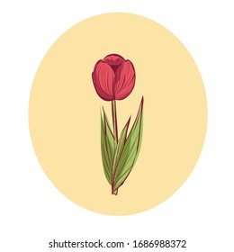 Hand drawn vector illustration of pink tulip  with green leaves  at beige background.