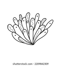 Ilustración vectorial dibujada a mano para acuario.Aislada sobre fondo blanco