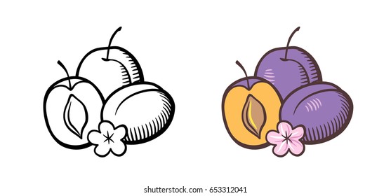 Hand drawn vector illustration plums  Plum fruits and cross section  kernel   flower  Outline   colored version
