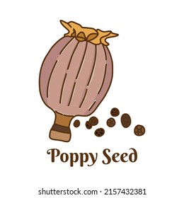 Hand drawn vector illustration of poppy seed isolated on white background.