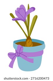 Hand drawn vector illustration of a purple crocus flower growing in a decorative pot with ribbon. The image represents spring, growth, care, and a gift or home gardening concept